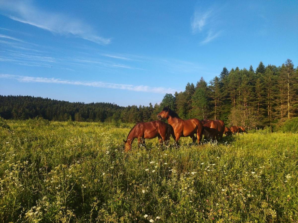 Pastelova Krova - Domki W Bieszczadach Ustrzyki Dolne Exterior foto