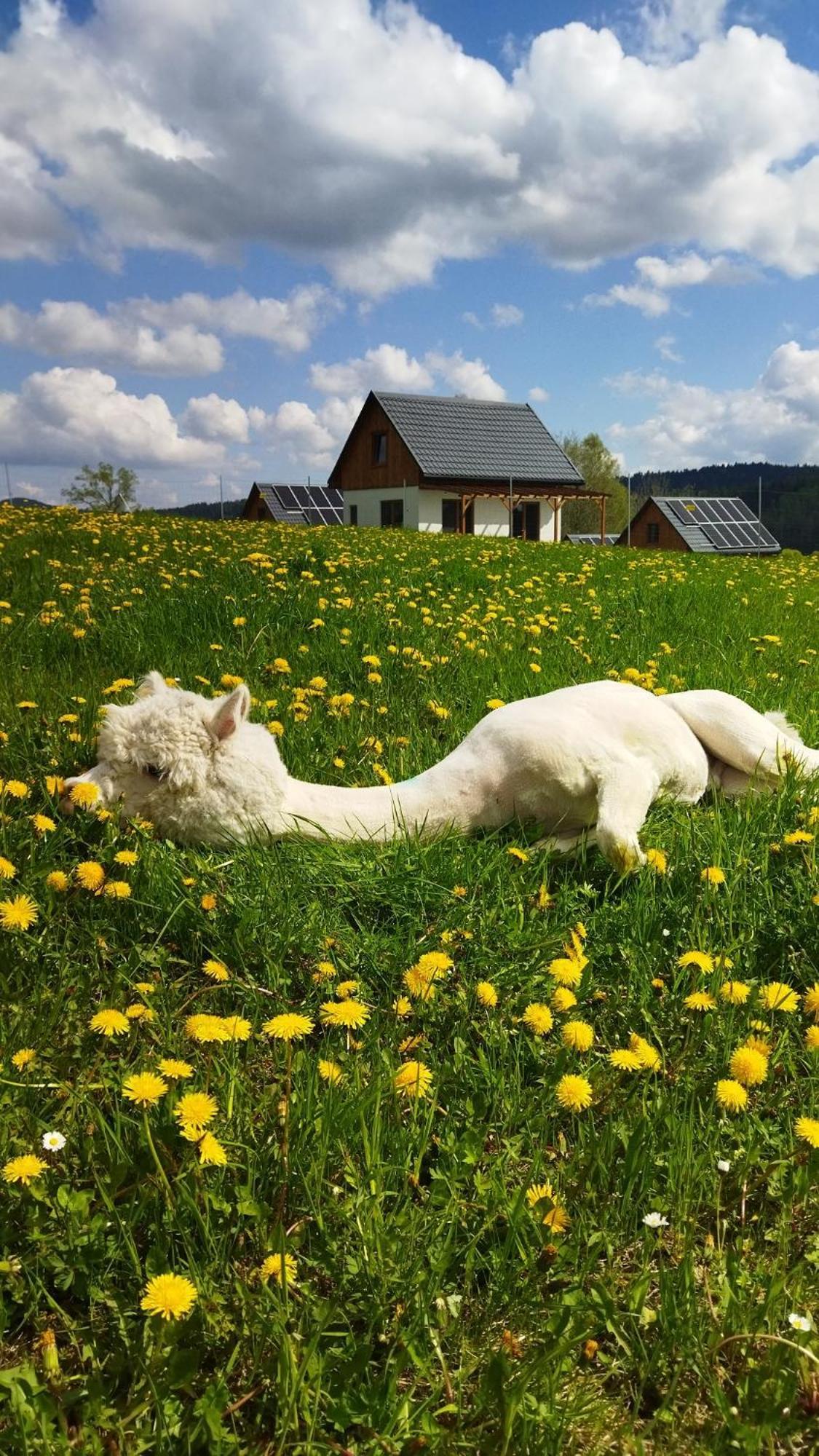 Pastelova Krova - Domki W Bieszczadach Ustrzyki Dolne Exterior foto