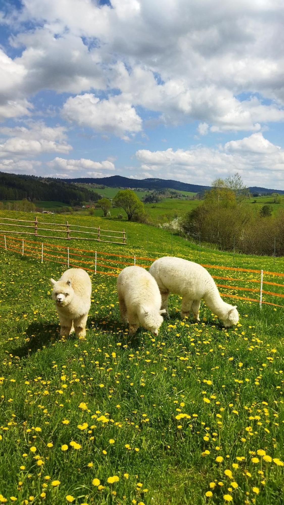 Pastelova Krova - Domki W Bieszczadach Ustrzyki Dolne Exterior foto